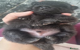 Pomeranian dogs for sale: Beautiful litter of poms  - Image 9