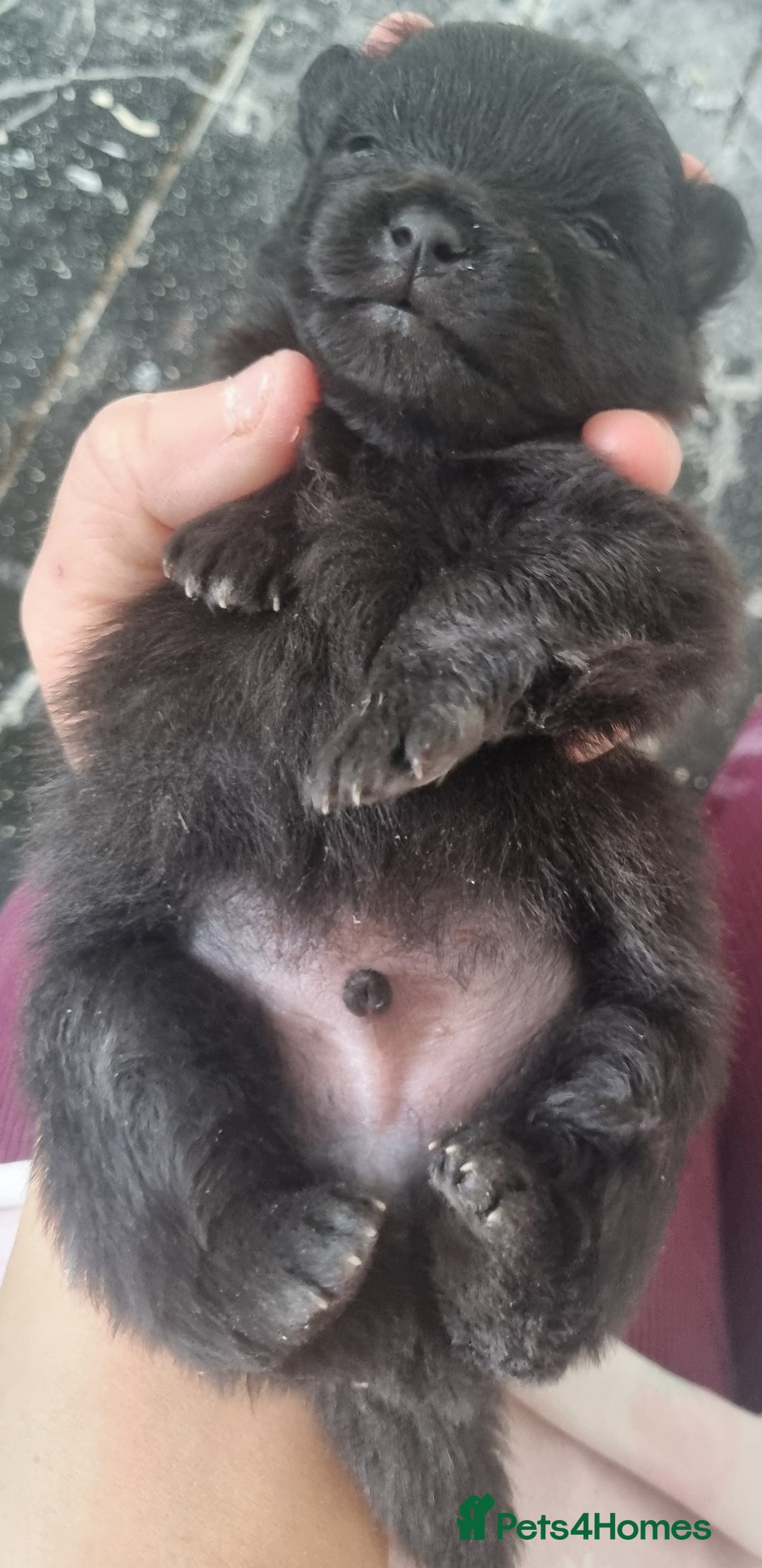 Pomeranian dogs for sale: Beautiful litter of poms  - Image 9