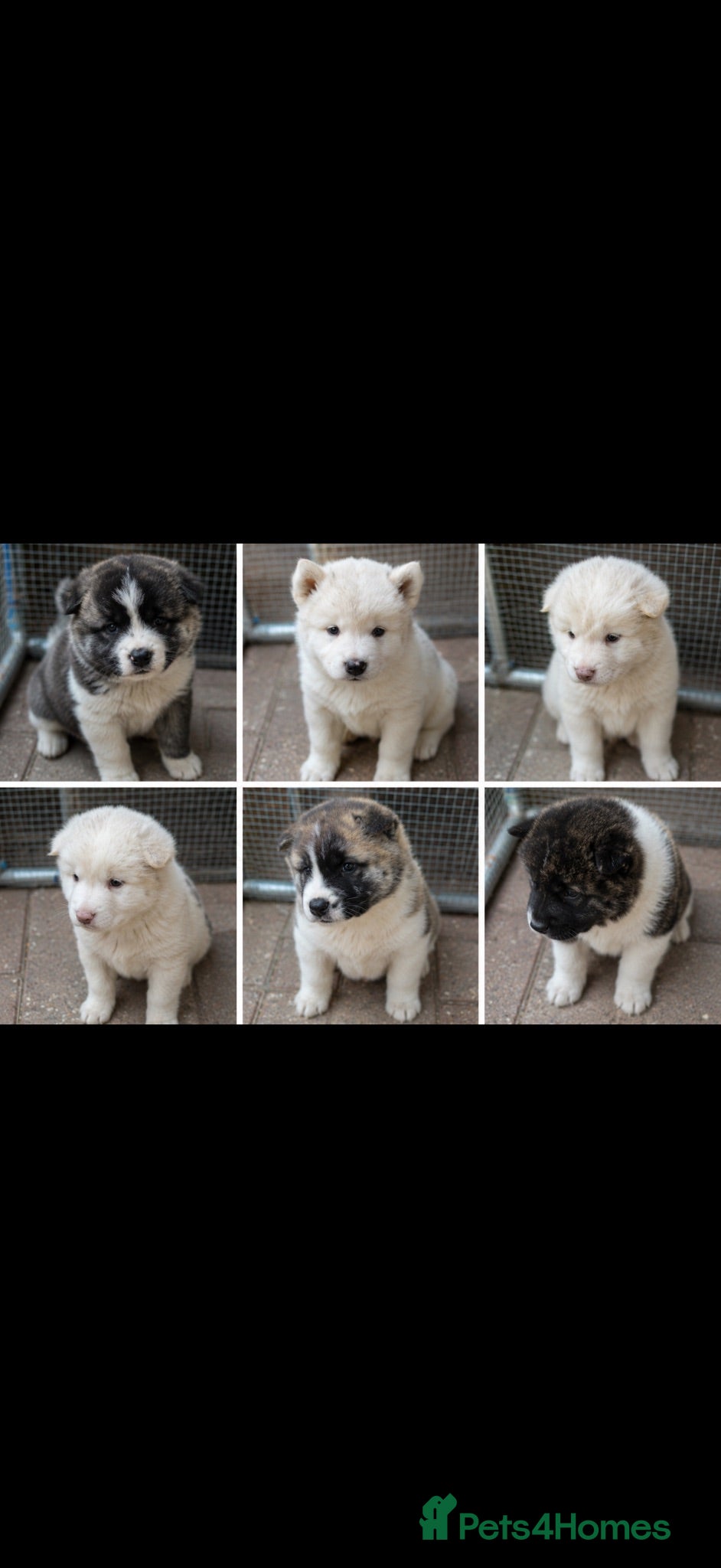 Akita dogs Beautiful American Akita Puppies - Advert 4