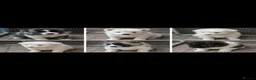 Akita dogs for sale: Beautiful American Akita Puppies in Sheffield - Advert 1