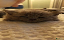 British Shorthair cats for sale: British shorthair kittens  - Image 6