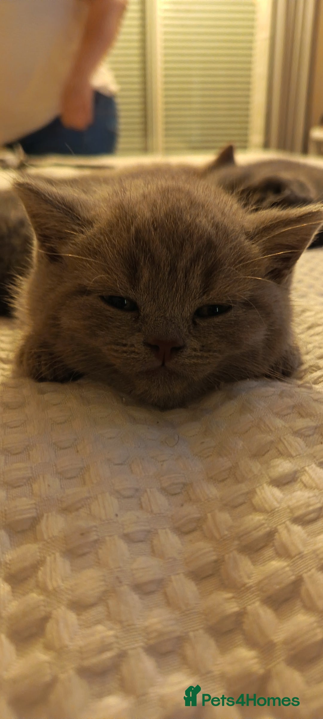 British Shorthair cats for sale: British shorthair kittens  - Image 6