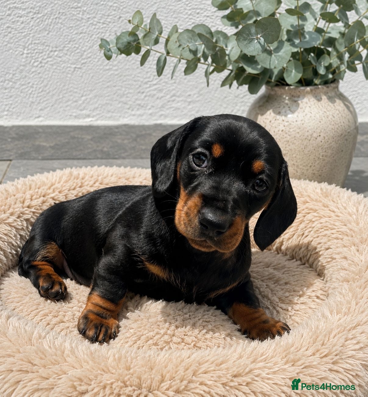Miniature Dachshund dogs Beautiful miniature dachshund puppiesREADY IN 2 WK - Advert 4