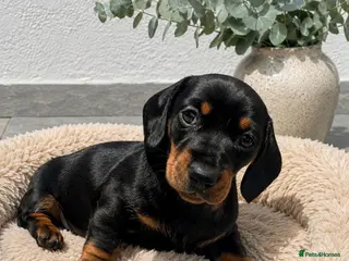 Miniature Dachshund dogs Beautiful miniature dachshund puppiesREADY IN 2 WK - Advert 4