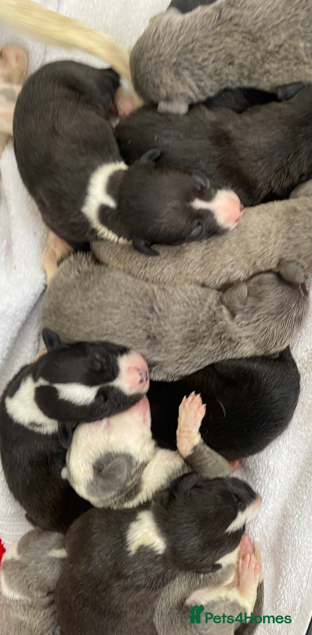 Whippet dogs for sale: Whippet puppies  - Image 5