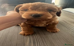 Cockapoo dogs for sale: Cockapoo puppies for sale - Image 10