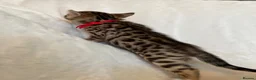 Bengal cats for sale: Stunning Pure Bengal Kittens Ready For Reservation - Advert 6