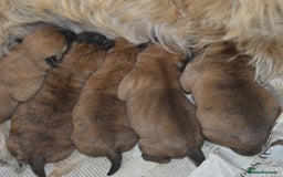 Cairn Terrier dogs for sale: GORGEOUS CAIRN TERRIER PUPPYS - Image 3