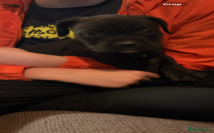 Cane Corso dogs - Advert 1