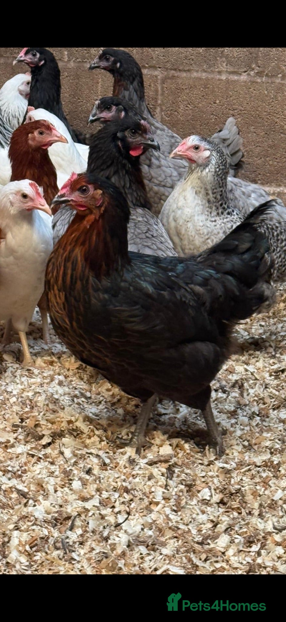 Chickens poultry Burford and skylines available - Advert 7