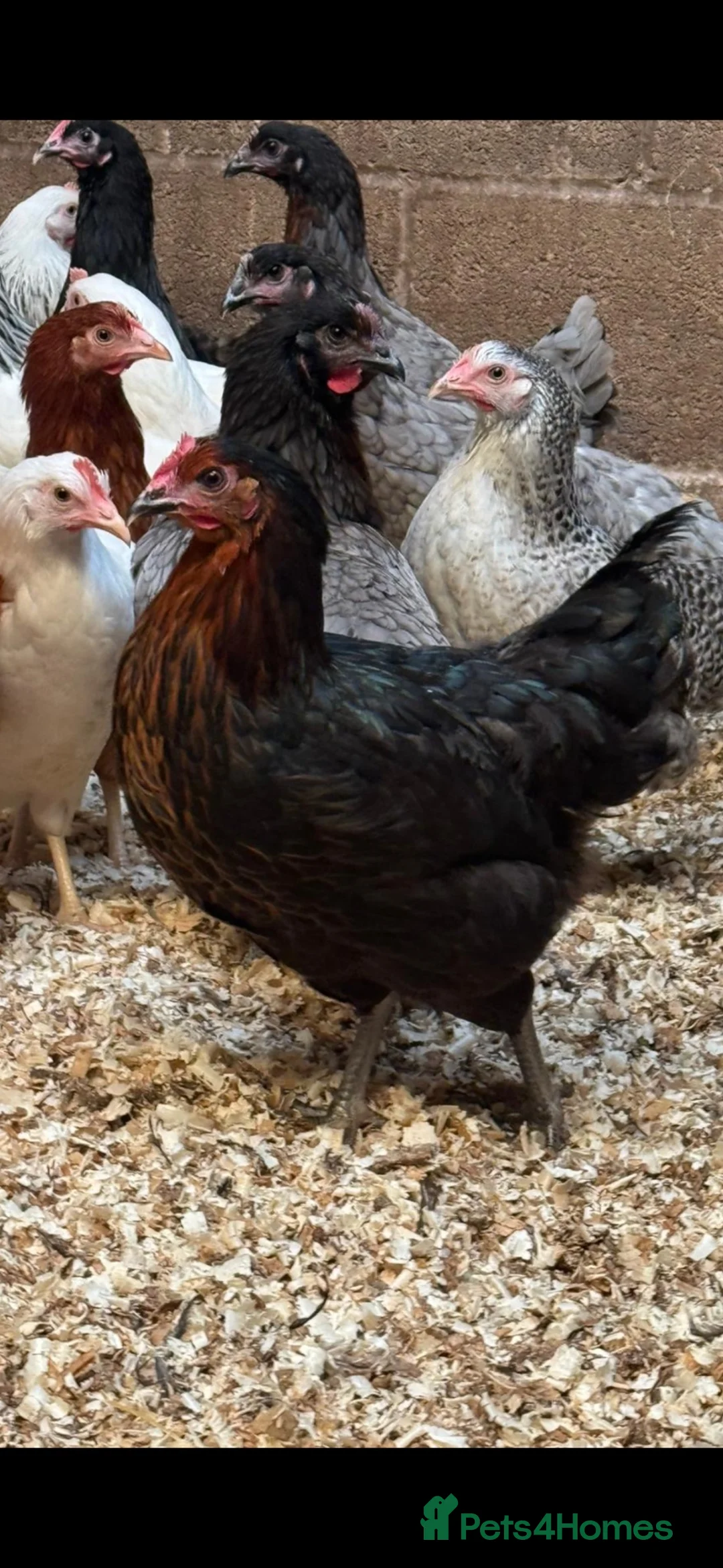 Chickens poultry for sale: Burford and skylines available in Coventry - Advert 1