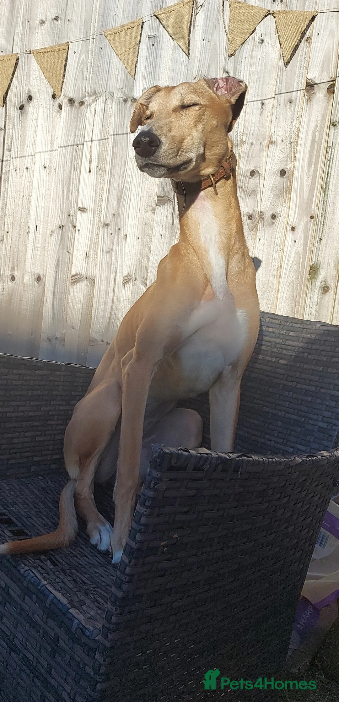 Mixed Breed dogs for sale: Female Lurcher X - Advert 4