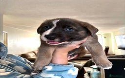 Mixed Breed dogs for sale: Beautiful German Shepherd cross puppies  - Advert 12