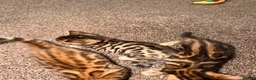 Bengal cats for sale: Stunning bengals for sell, 3 Males, 1 Female - Advert 10
