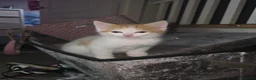 Ragdoll cats for sale: Half ragdoll - Advert 11