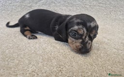 Dachshund dogs for sale: BEAUTIFUL MINI DACSHUNDS - Image 2