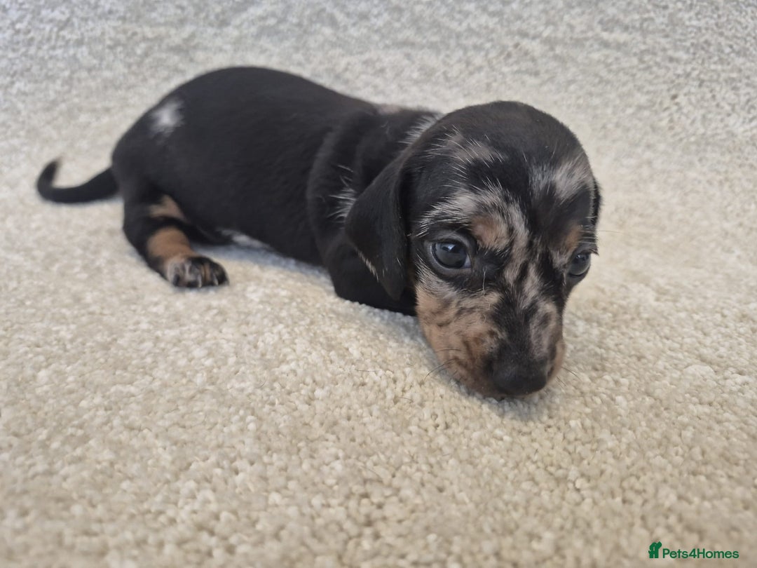 Dachshund dogs for sale: BEAUTIFUL MINI DACSHUNDS - Image 2