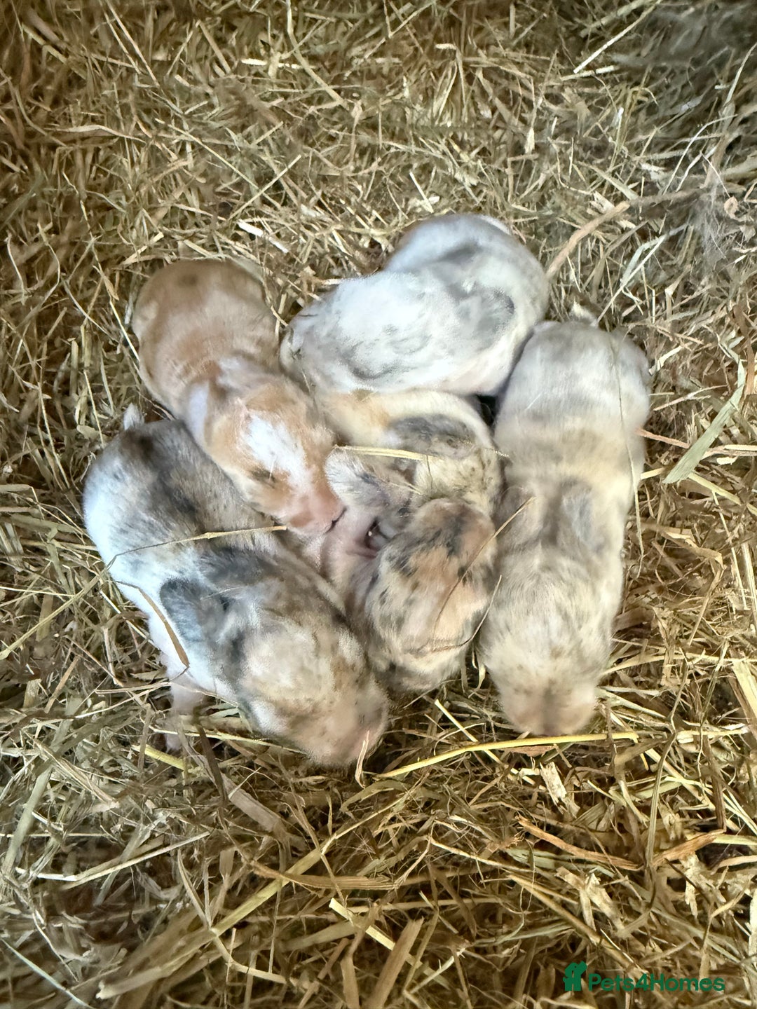 Mini Lop rabbits for sale:  BEAUTIFUL MINI LOP PEDIGREE BUNNIES - Advert 17