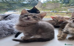 Maine Coon cats for sale: Beautiful Maine Coon X kittens  - Image 12