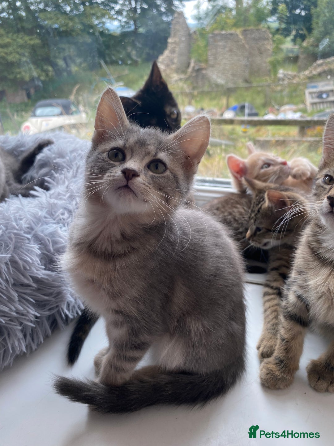 Maine Coon cats for sale: Beautiful Maine Coon X kittens  - Image 12