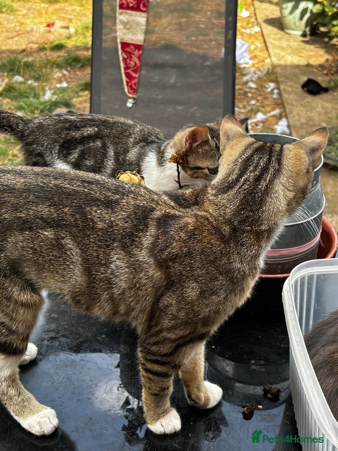 Mixed Breed cats for sale: Kittens  - Advert 2