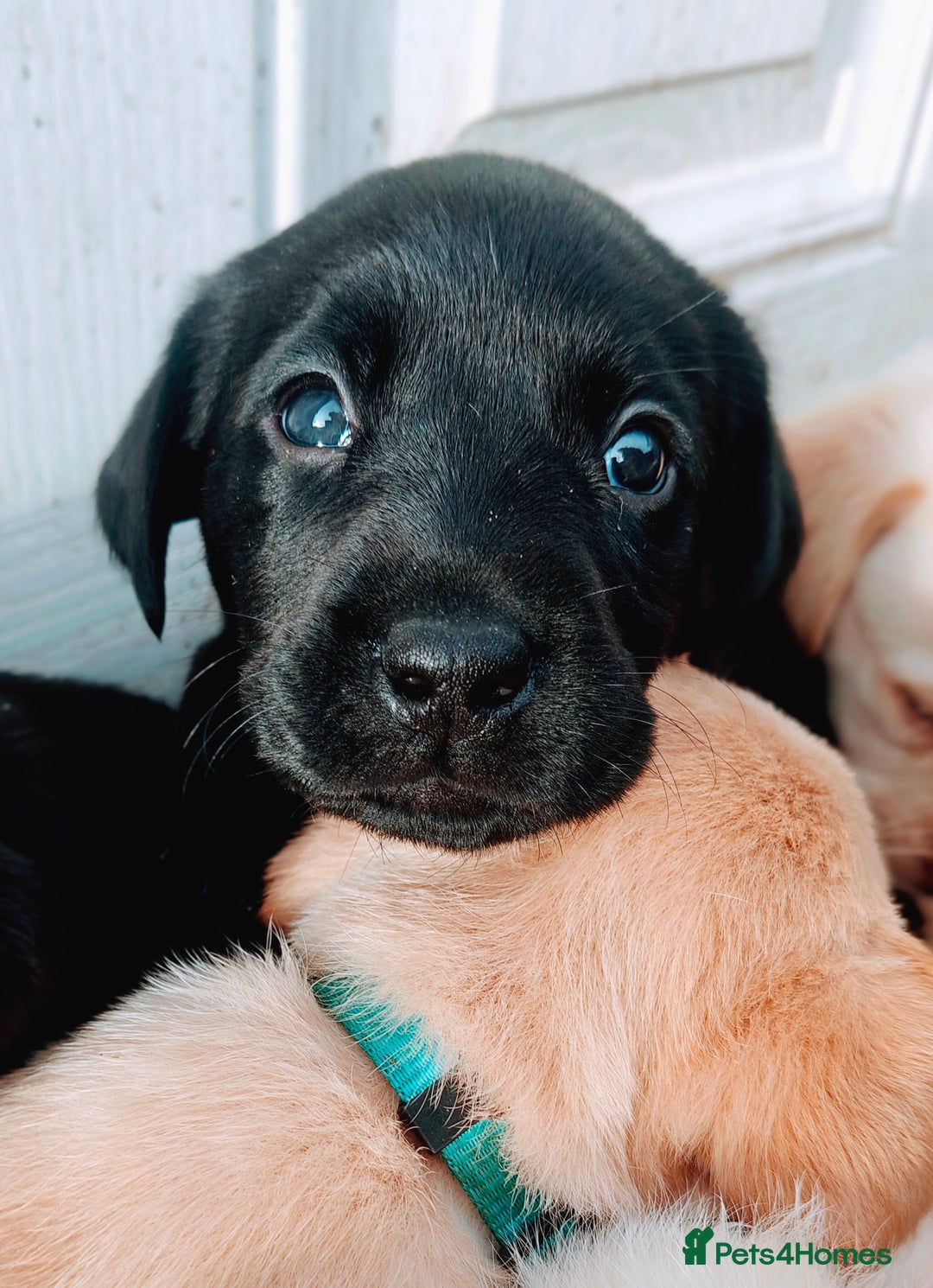 Labrador Retriever dogs for sale: Quality KC reg labs (Rare blue eyes!) - Advert 23