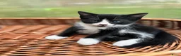 Mixed Breed cats for sale: Kittens in Hook - Advert 3