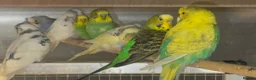 Budgerigars birds for sale: Budgies for sale  - Advert 4