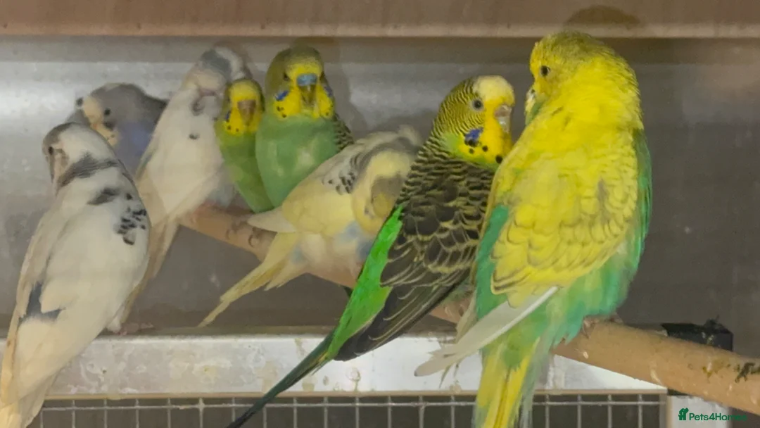 Budgerigars birds for sale: Budgies for sale  - Advert 4
