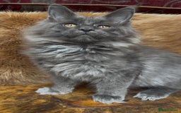 Maine Coon cats for sale: 🏆 PEDIGREE MAINE COON KITTENS GCCF 🏆  - Image 7