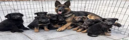German Shepherd dogs for sale: German shepherd pups  in Dereham - Advert 11