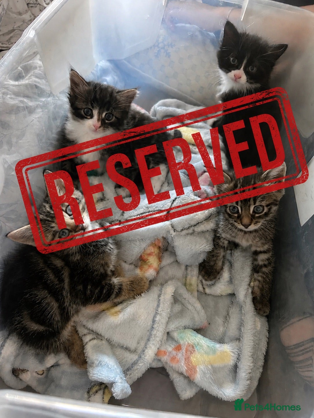 Mixed Breed cats Beautiful kittens - Advert 18