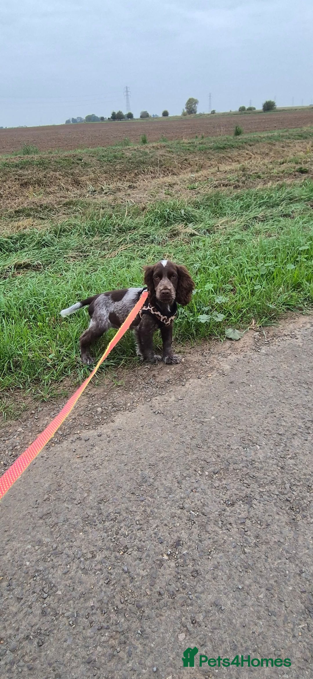 Cocker Spaniel dogs for sale: Beautiful Show Cocker Chocolate Roan Girl  - Advert 4