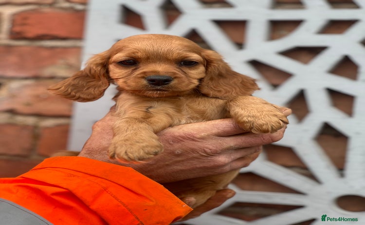 Mixed Breed dogs - Advert 6