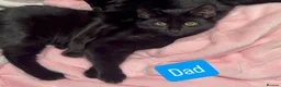 Mixed Breed cats for sale: Beautiful mixed breed blue eyes kittens - Advert 9