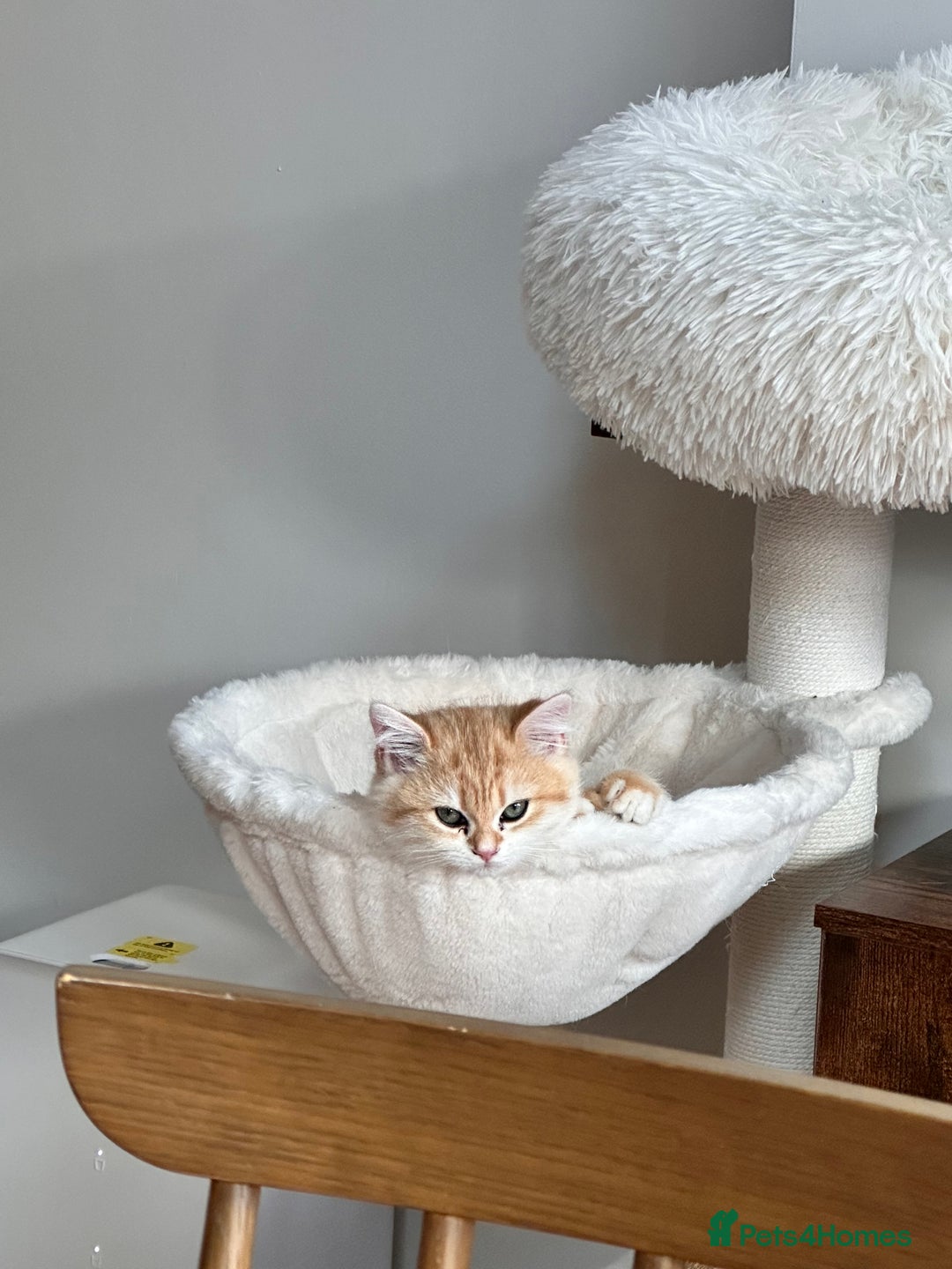 British Shorthair cats for sale: Adorable pedigree GOLDEN shorthair TICA registered - Advert 6