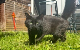 British Longhair cats for sale: Black female cat  - Image 5