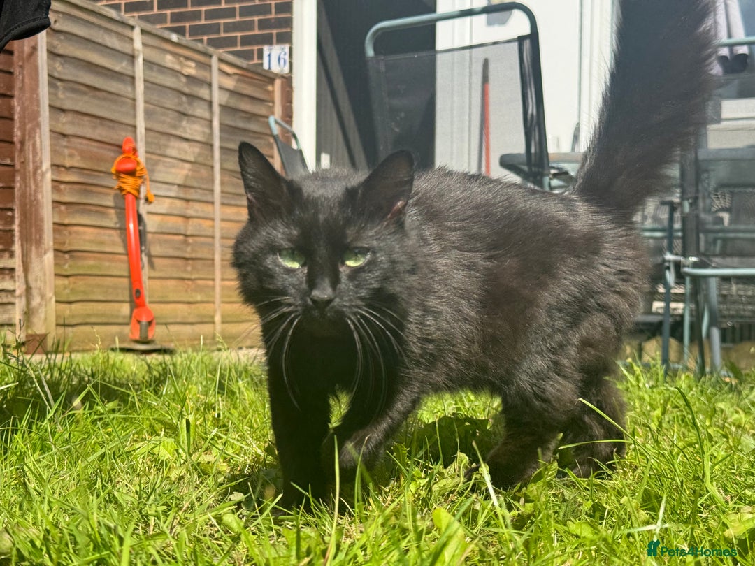 British Longhair cats for sale: Black female cat  - Image 5