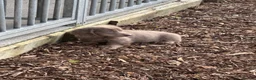 Miniature Dachshund dogs for stud: Long haired miniature dachshund for Stud  - Advert 11