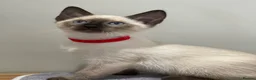 Siamese cats for sale: GCCF Registered Traditional Siamese Kittens.  - Advert 24