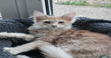 Maine Coon cats - Advert 1