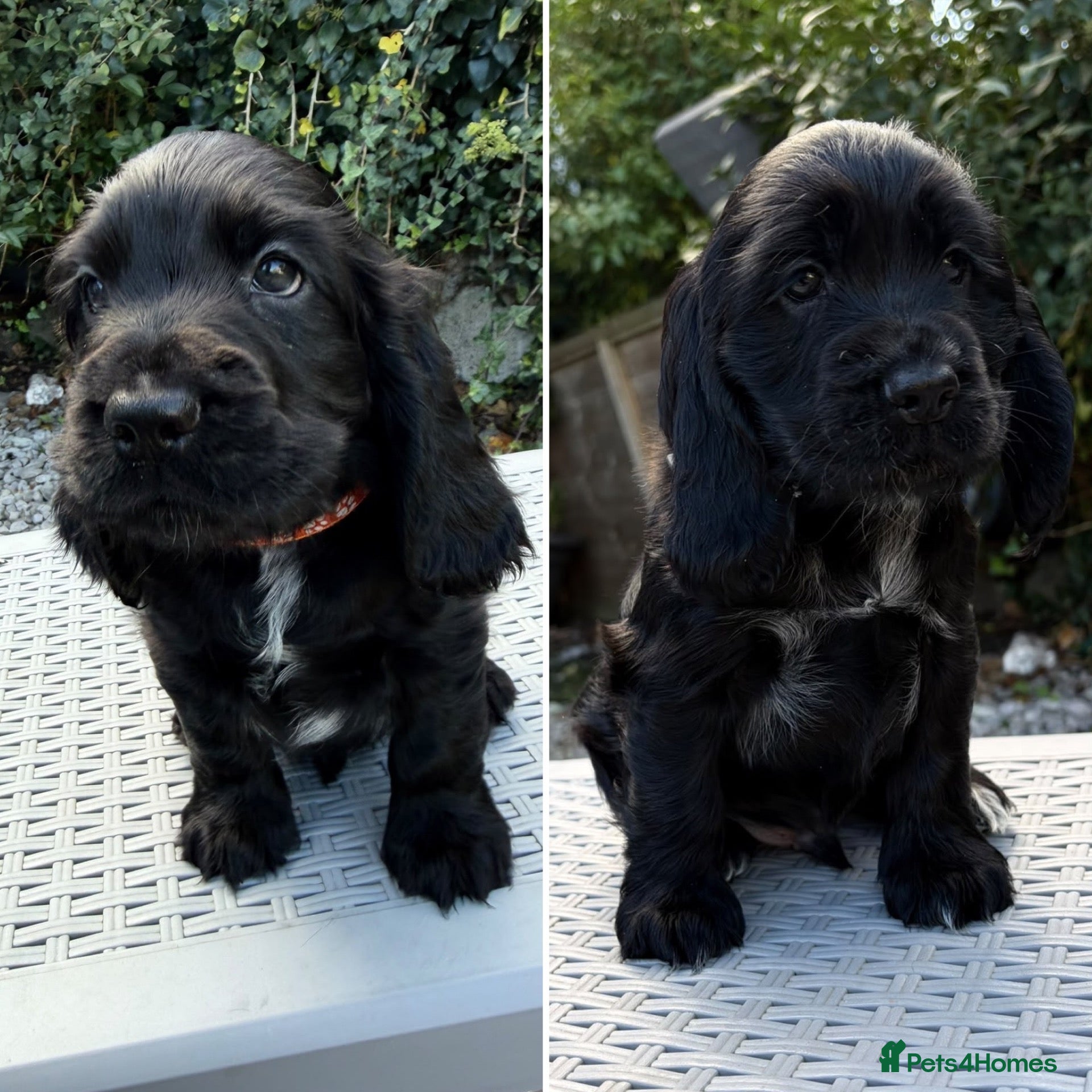 Cocker Spaniel dogs Stunning KC Show Cocker Spaniel - Advert 1