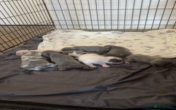 French Bulldog dogs for sale: 8 KC Reg’d French Bulldog Pups For Sale - Image 3