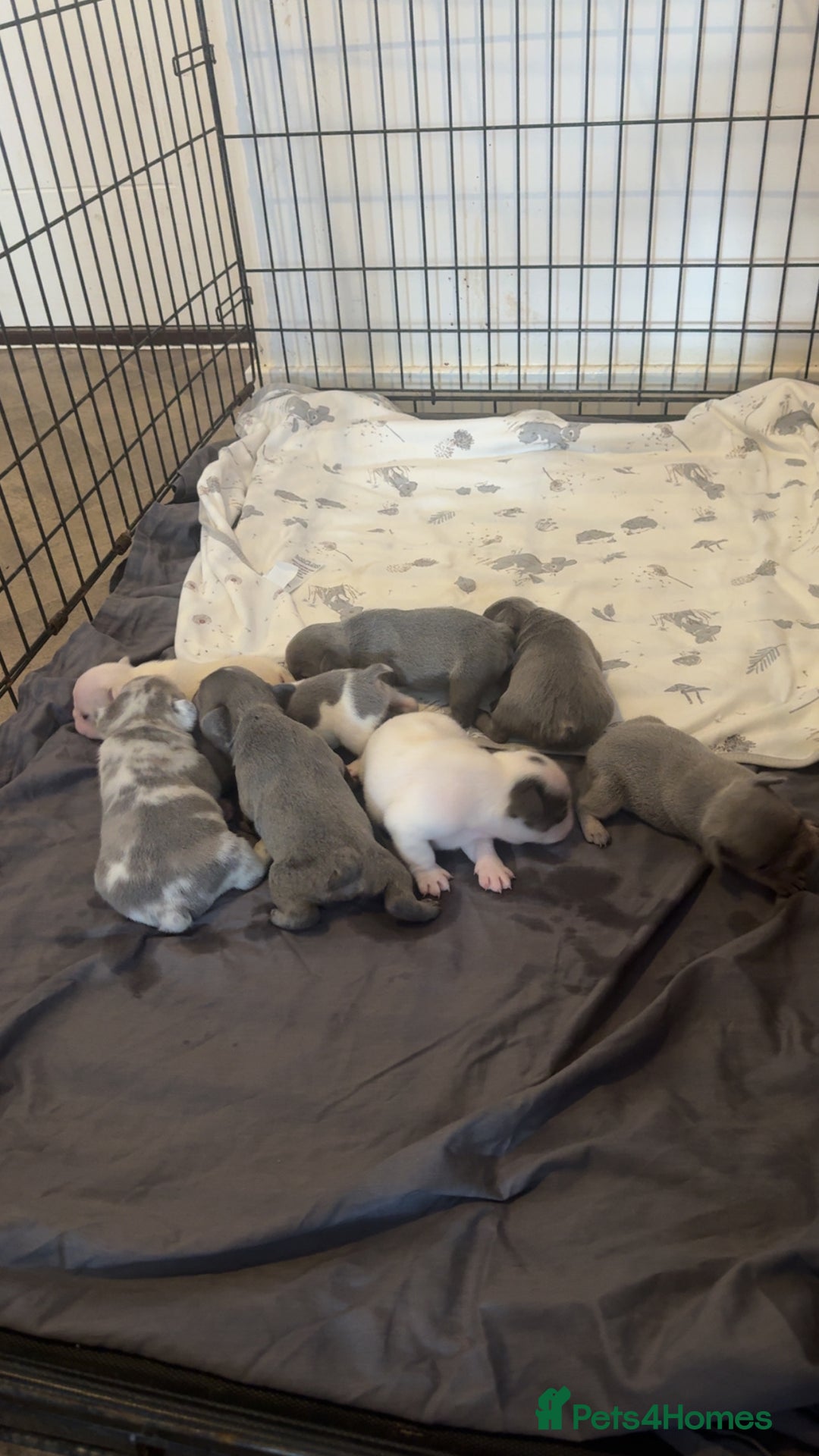 French Bulldog dogs for sale: 8 KC Reg’d French Bulldog Pups For Sale - Image 3