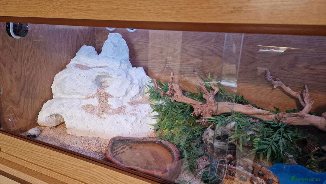 Corn Snake reptiles for sale: 6 year old corn snake & home & accessories  - Image 2