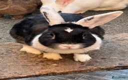 Mixed Breed rabbits for sale: Netherland Dwarf X Mini Lop - Image 6