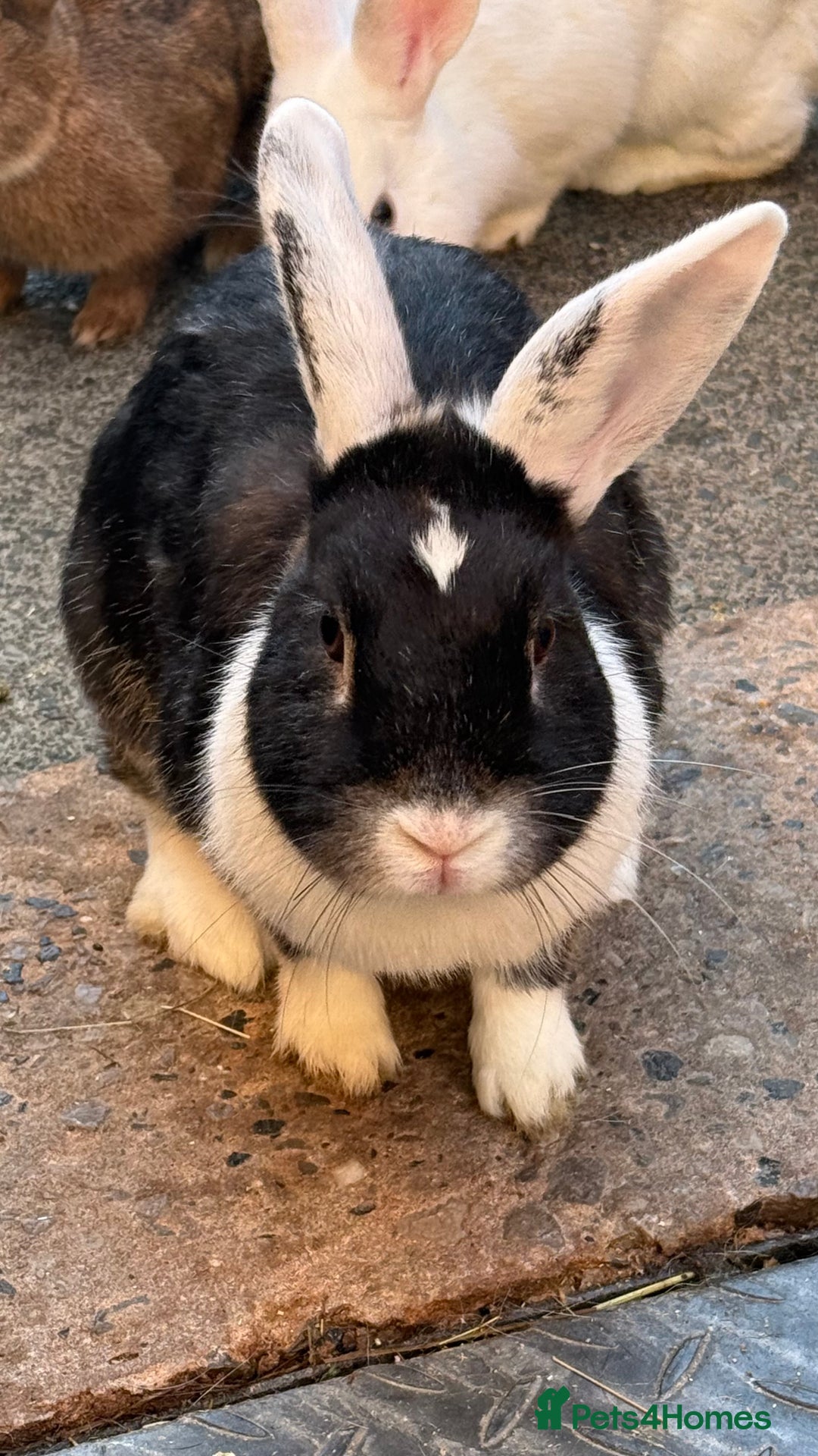 Mixed Breed rabbits for sale: Netherland Dwarf X Mini Lop - Image 6