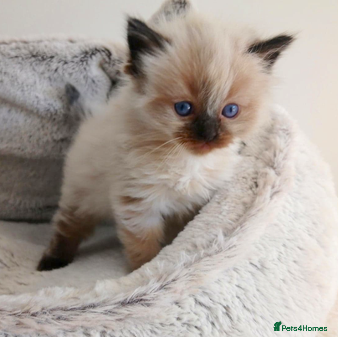 Ragdoll cats for sale: INDOOR FULL PEDIGREE RAGDOLL KITTENS - Image 11