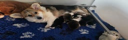 Welsh Corgi Pembroke dogs for sale: Adorable Welsh Corgi Pembroke Puppies for Sale - Advert 5