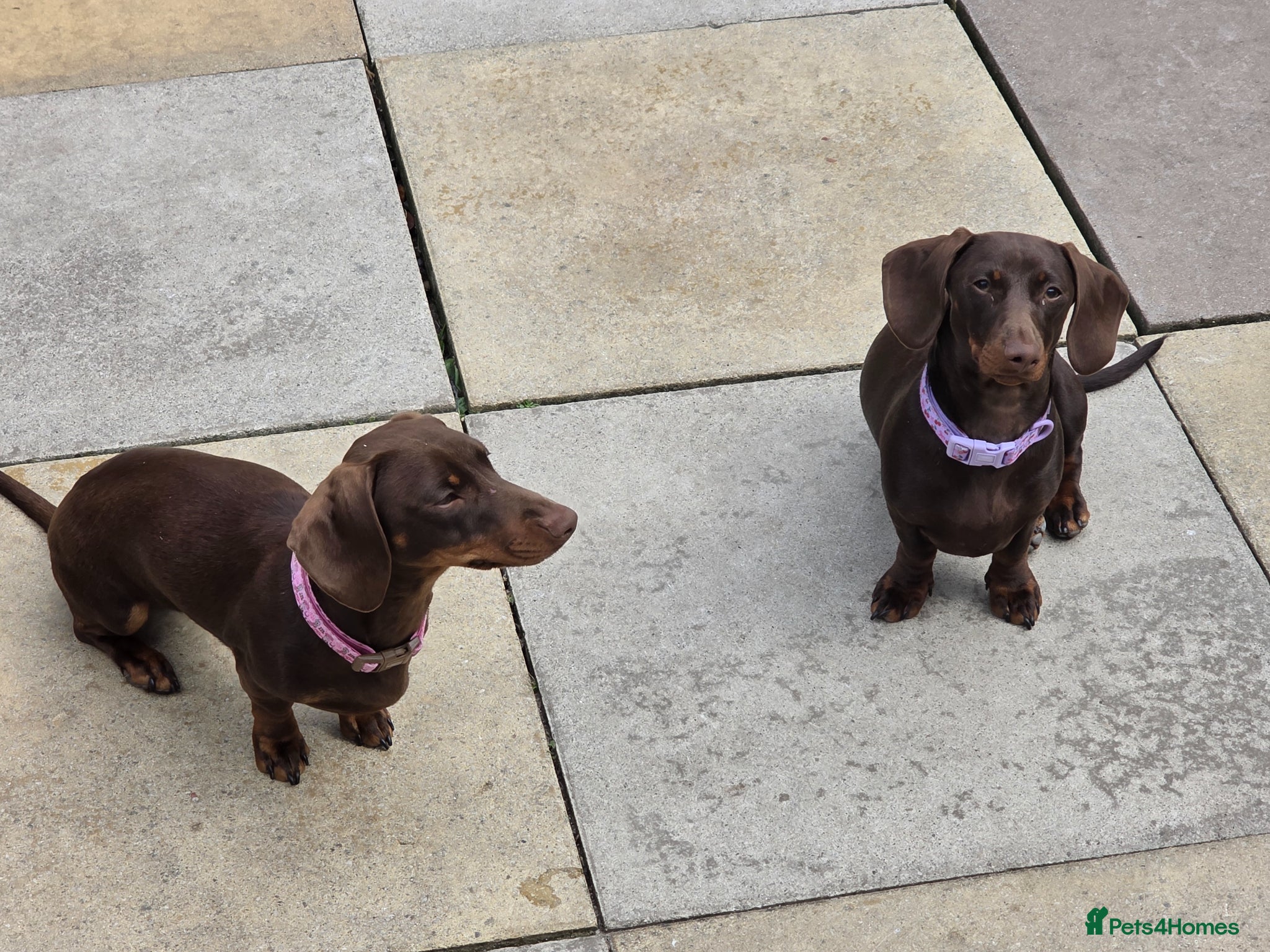 Dachshund dogs 2 girl puppies  - Advert 1